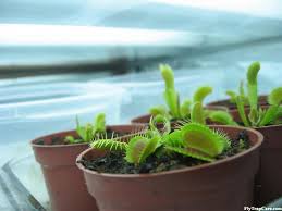 Ifullform.com is the largest online (acronym) full form list learning website, here you can learn and explore all full forms list in different category for. Venus Flytrap Care Basics Grow Venus Flytraps Flytrapcare Com