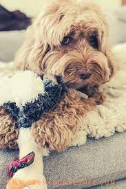 Mini Labradoodle Labradoodle Miniature Labradoodle Mini Labradoodle Puppy