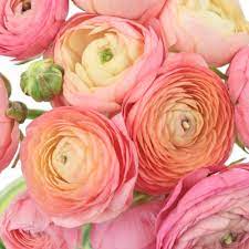 Peach Watermelon Wholesale Ranunculus Flowers Fiftyflowers Ranunculus Flowers Wholesale Flowers Ranunculus Centerpiece