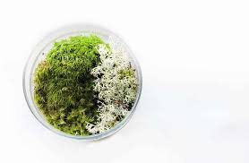Terrarium mould, our fuzzy mortal enemy. Terrarium Plants 17 Plants To Grow In Your Terrarium Trees Com