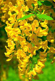 Yellow Chinese Wisteria 10 Seeds Wisteria Sinensis Chinese Yellow Wisteria Oriental Yellow Wisteria Far Eas Chinese Wisteria Yellow Flowers Yellow Wisteria