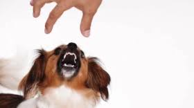 summit county animal control