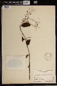 Image result for Cincinnobotrys