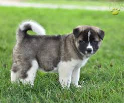 Check spelling or type a new query. Carol Akita Puppy For Sale In Baltic Oh Happy Valentines Day Happyvalentinesday2016i