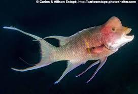 Image result for Dignathia gracilis