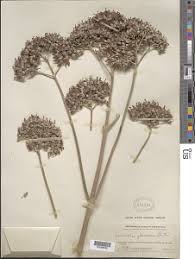 Image result for Kalanchoe glaucescens