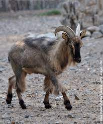 Mr al shehhi's ancestors had hunted the tahr near their rocky homes in the mountains of ras al khaimah for. Arabischer Tahr Wikipedia