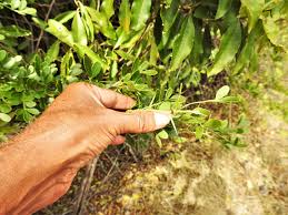 Image result for Leptactina benguelensis