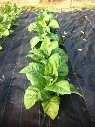 Grasses would be excellent rotations for tobacco, while tomato, pepper, and similar plants would not be suitable. Growing Tobacco 6 Steps With Pictures Instructables