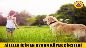aileler icin en uygun kopek cinsleri hangileridir renkli pati