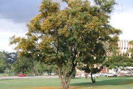 Image result for Tipuana