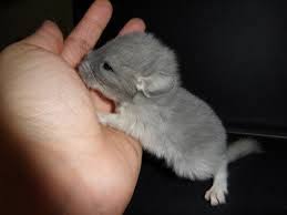 Baby chinchillas poki and loki demonstrate the art of squeaking! Baby Chinchilla Playing Chinchilla On Shoulder Chinchilla Baby Cute Cute Animals Videos Youtube