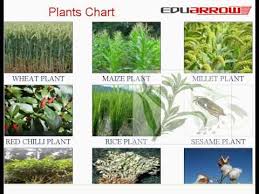 Plants Chart Learn Plant Names