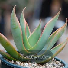 Image result for Synadenium glabratum