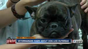 Areas las vegas bulldog rescue serves. Las Vegas Veterinarians Warn About Dog Lice Outbreak