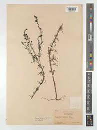 Image result for Sopubia conferta