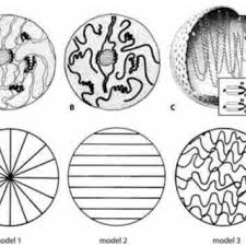 During interphase, the cell acquires nutrients, creates and uses proteins and other molecules, and starts the process of cell division by. Hypothetical Arrangements Of Interphase Chromosomes And Chromatin Download Scientific Diagram