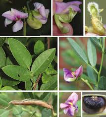 Image result for Croton inhambanensis