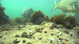 Hat Head The Creek Beside The Main Beach Many Fish Youtube