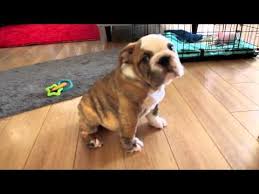 Best quality wrinkle english bulldog puppies for sale from most reputable english bulldog puppies breeder in the world shrinkabulls for 21 years. Do You Want A New Dog Here S The True English Bulldog Price K9 Web