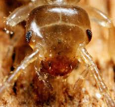 Affordable pest control service has professionals in home pest control that will help track down the pest and source of the infestation. Booklice Control Shropshire 07916 322280 Pest Control Shropshire