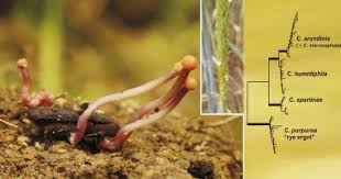 Image result for Tinnea coerulea