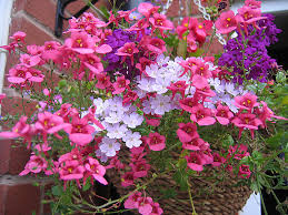 Image result for Diascia