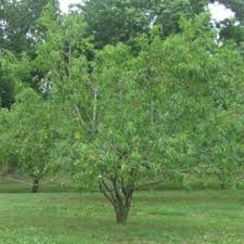 Growing fruit trees are somewhat different to other plants, in that there is an intermediate growing stage where the seed must be grown into a sapling before being planted into a cleared fruit tree patch. Standard Fruit Trees Buy Standard Size Fruit Trees From Stark Bro S