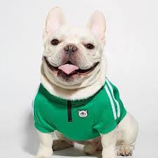 French Bulldog Clothes French Bulldog Baby Clothes Home Facebook