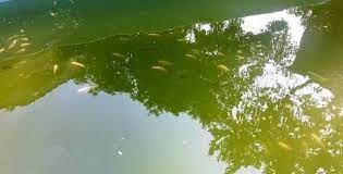 Harus sering menguras kolam ikan dan mengganti airnya dengan yang baru. Bagaimana Cara Menjernihkan Air Kolam Yang Keruh Beton Instan Indokon Mortar Indokon