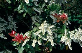 Image result for Pieris formosa