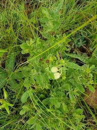 Image result for Hermannia grandistipula