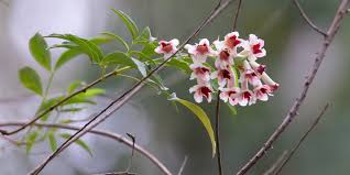 Tv shows and movies just for you. East Gippsland Vines Flowers And Fruit Echidna Walkabout Tours