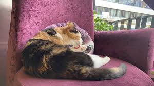 Cheese Kitty Cafe Nottingham Youtube