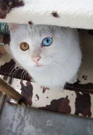 Van Kedisi Hayvan Kedi
