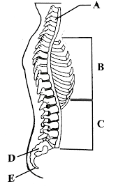 Check out inspiring examples of malvorlage artwork on deviantart, and get inspired by our community of talented artists. Labelled Diagram Of Backbone A Ë† Spinal Cord Diagram With Labels Stock Vectors Royalty Free Sacrum Illustrations Download On Depositphotos The Lumbar Spine Makes Up The Lower Back And It Lagektellu