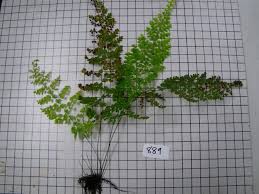 Image result for Ctenium concinnum