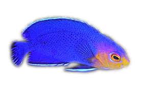 Image result for Oxyanthus strigosus