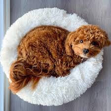 Maltipoos are a hybrid between a maltese and toy poodle. Maltipoo Puppies For Sale Near Me Home Facebook