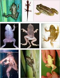 Ribeiroia ondatrae is a parasite in the genus ribeiroia which is believed to be responsible for many of the recent increases in amphibian limb malformations, particularly missing, malformed. Https Escholarship Org Content Qt9kg5h1jx Qt9kg5h1jx Pdf T Mtffig