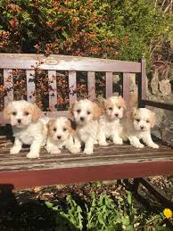 Where to get the best cavapoo and cavahon puppies? Cavachon Puppies Texas