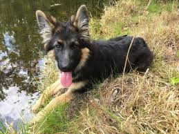 reble german shepherd puppy breeder