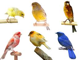 We did not find results for: 13 Types Of Canary Birds You Should Know About Vivo Pets