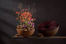 Image result for Jatropha scaposa