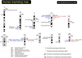 genomic imprinting