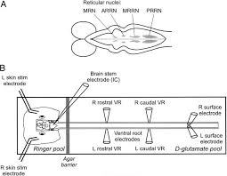 We did not find results for: A The Brain Stem Of The Lamprey View From Above With The Download Scientific Diagram