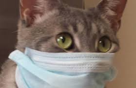 Offer volleyball, basketball, bikes,mini golf, jumping pillow, playground, pool, shuffleboard and horseshoes. West Lake Animal Hospital 3220 Horizon Springfield Il 62703 Yp Com