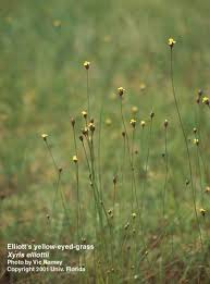 Image result for Xyris elegantula