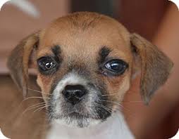 Below are our newest added beagles available for adoption in maryland. Hagerstown Md Beagle Meet Lilly A Pet For Adoption