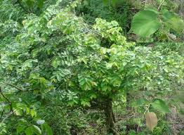 Image result for Grewia praecox